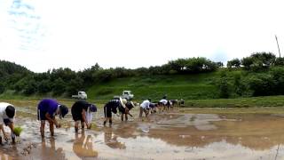 熊本大学生の田植え（菊池市泗水町田島地区）