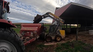 Cleaning the heifer barn