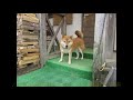 柴犬隊　耳の動きを観察