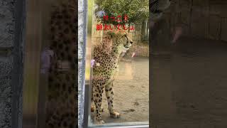 男の子だから腕太いのです【猫のような猛獣チーター 187章】#多摩動物公園#shorts #チーター#cheetah