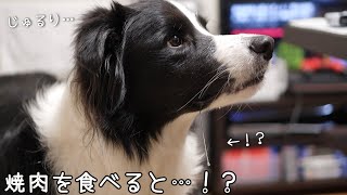 お家で焼肉をすると…！？食いしん坊ボーダーコリーのよだれが止まらない…