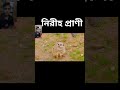 নিরীহ প্রাণী shorts youtubeshorts pets and animal.