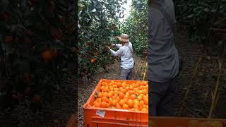 Picking oranges#orange #picking #farming