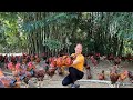 Harvesting Chicken (rooster) Goes to market sell, build kitchen retaining wall | Hoang Huong