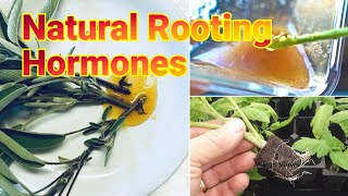 Natural Homemade Rooting Hormones