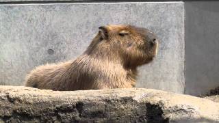 旭山動物園　くもざる・かぴばら館　カピバラ