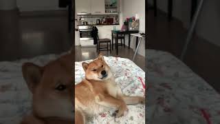 Dog Folds Their Ear As Owner Moves Earbud Towards Them