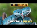 3  Most Dangerous snakes