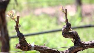 Schramsberg Vineyards: Environmental Practices