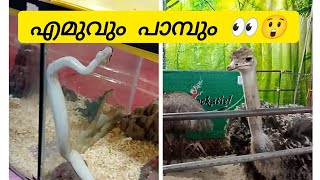 ഇത് കണ്ടോ ഗയ്‌സ് 🧐#animals #yourubeshorts #youtube ##birds #snake #emu #animal