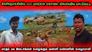 5000 மாடுகள் ஒரே இடத்தில்🐄இலங்கையின் மிகப்பெரிய மாட்டுப்பட்டி கிளிநொச்சியில் @Spseelanvlogs126