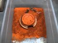 Here comes the Aussie geckos Here comes the Aussie geckos