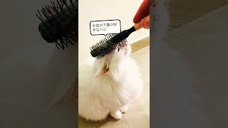 😹 女性の下着が好きなヘビ 😹  面白い猫 - 面白いジョーク