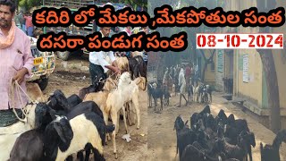 కదిరి లో ప్రతి మంగళవారం గొర్రెలు మేకల సంత 08-10-2024,Kadiri Santha#KadiriSantha#Animals#cksnewshunt