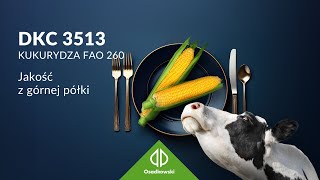 Kukurydza DKC 3513 z programu SILO Extra