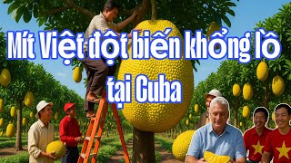 Mít Việt Nam Chinh Phục Cuba: Hành Trình Từ Hạt Giống Đến Thành Công Rực Rỡ!