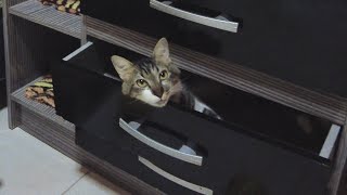 タイムマシンに乗り損なったパラグアイの猫…