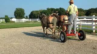 5 yr old Haflinger gelding team driving early August