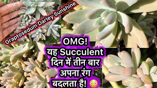 🌈 यह पौधा जादू की तरह दिन में तीन बार  रंग बदलता है! Darley Sunshine Succulent का राज़! 😲🔥