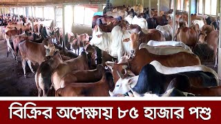 ফেনীতে কোরবান উপলক্ষে ৮৫ হাজার গরু,মহিষ,ছাগল, ভেড়া প্রস্তুত || FENI DISTRICT