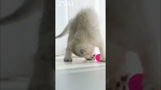 Cute cat and puppy funny moment | Viral Cat #animals