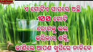 ଏ ଗୋଟିଏ ଘାସରେ ଅଛି 100 ଗୋଟି ରୋଗକୁ ଭଲ କରିବାର ଶକ୍ତି, ଜାଣିଲେ ଆପଣ ଖୁସିରେ ନାଚିବେ