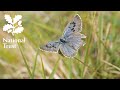 Large blue butterfly returns to Rodborough Common after 150 years