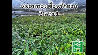 โปรหมอนทอง ซื้อ3ต้นแถม1ต้น เข้าซื้อหน้าสวน หมดเขต 30/4/66 | ลุงหมูป้าตุ้ยพันธุ์ไม้