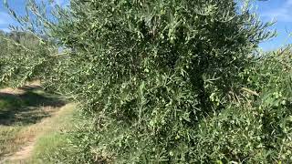 AGRITEC Ingenieros. Plantación de picuales en Oropesa (Toledo)