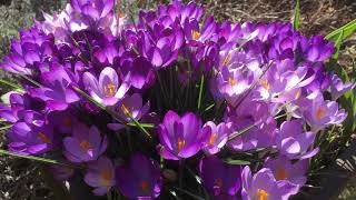 Early spring update and feeding of Crocus and daffodils on the roundabout and in our garden