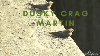 Dusky crag martin (Ptyonoprogne concolor)