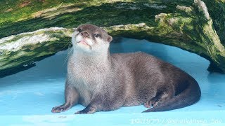 桂浜水族館　コツメカワウソのコウメちゃんと王子くん その１ 2019/6/3  (Asian small-clawed otters at KATSURAHAMA AQUARIUM in KOCHI)