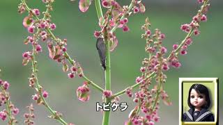 30秒の心象風景18923・スイバの穂に～トビケラ～