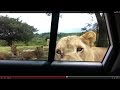 Lion opens car door