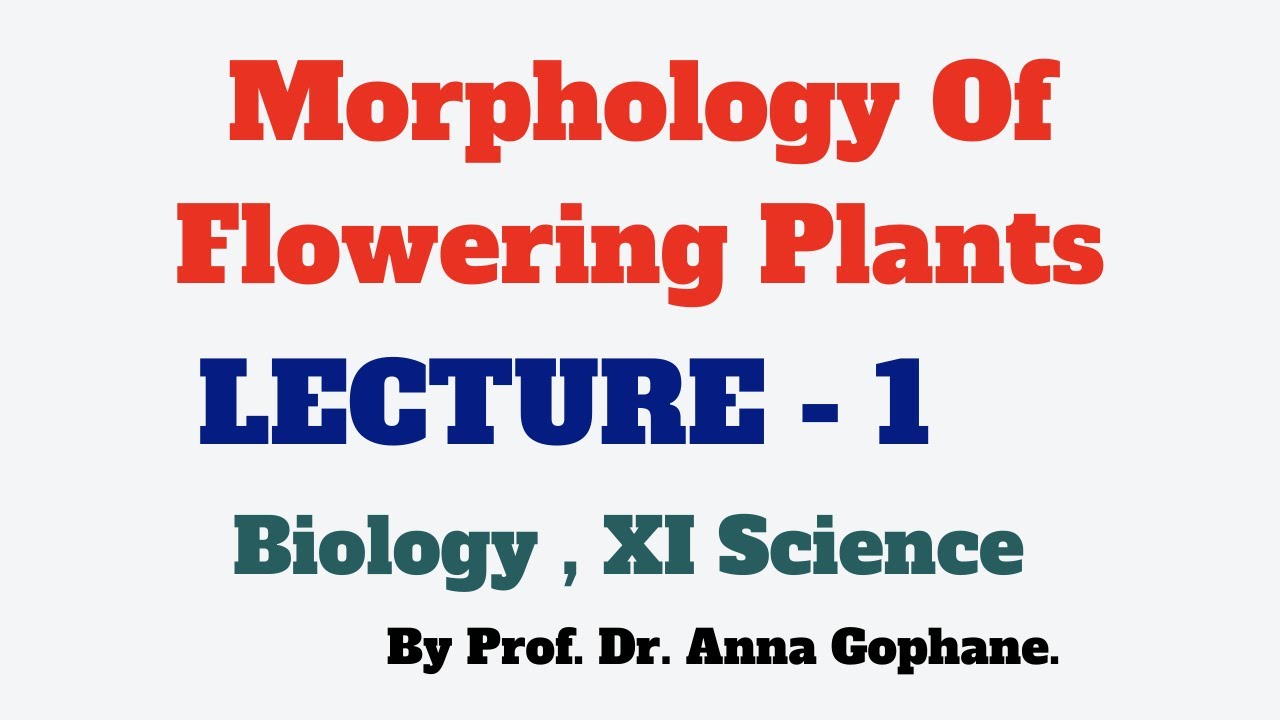 Morphology Of Flowering Plants | L - 1 | Biology | Class 11 | By Prof ...