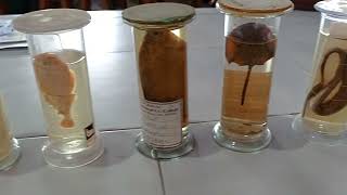 Specimens (zoology practical)