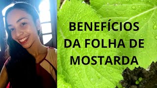 Benefícios da folha de mostarda #benefíciosdamostarda