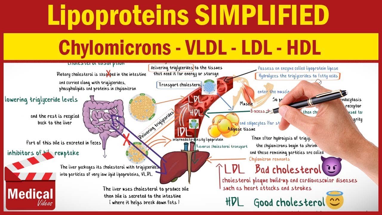 Pharmacology [CVS] 27- Lipoproteins Cholesterol & What Are Chylomicrons ...