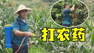 苞谷长虫子，勇哥打点农药，荔枝被小鸟吃，挂红色物件惊吓！【乡野勇哥】