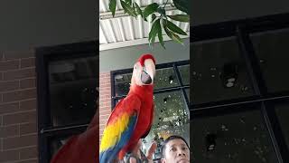 Cute Parrot, សេកធំស្អាតណាស់