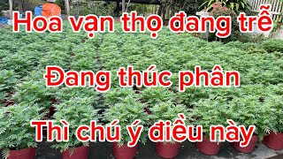 Hoa vạn thọ bị trễ, đang thúc phân cho hoa vạn thì chú ý điều này