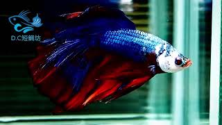 5/12【DC短鯛坊】糖果半月公鬥魚（HMBetta）No.S173【ShowBetta】