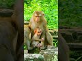 Mum Take Care Cute Baby Monkey Every Day | Monkey Life