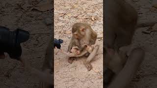 Daily update cute baby monkey and good mom #shorts