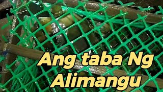 pananaan Ng panggal/crabs trap madali lang Ang ulam