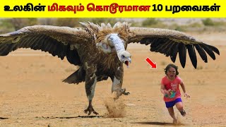 உலகின் மிகவும் கொடூரமான 10 பறவைகள் 2025/The 10 Most Dangerous Birds In The World/Dee Amazing