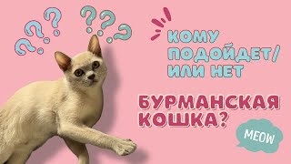 Кому подойдет/или точно нет бурманская кошка?