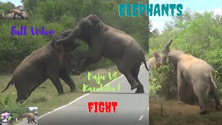 Elephants Fight අලි සටන, රාජු සහ කනේහිලාயானைகள் சண்டை