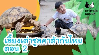 เลี้ยงเต่าซูลคาต้ากันไหม ตอน 2 | Animals Speak [by Mahidol Channel]