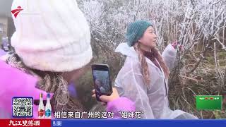 【DV现场】广东部分高速公路车多缓慢 注意提前规划路线|广州交通加大执法力量严打客运违章|金子山再现雾凇冰挂 游客不畏寒冷赏“仙境”|20250203完整版 #粤语 #news